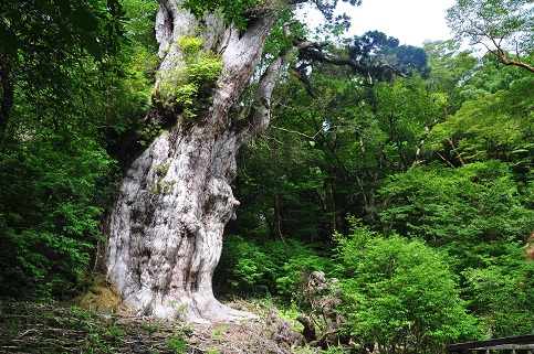 縄文杉