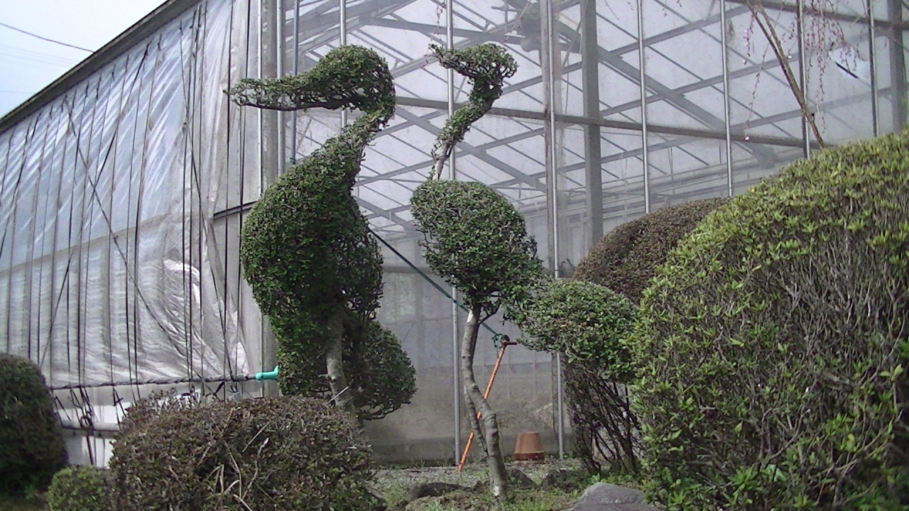 トピアリー カリン アルファベットP 駐車場表記 落葉樹 中型 白