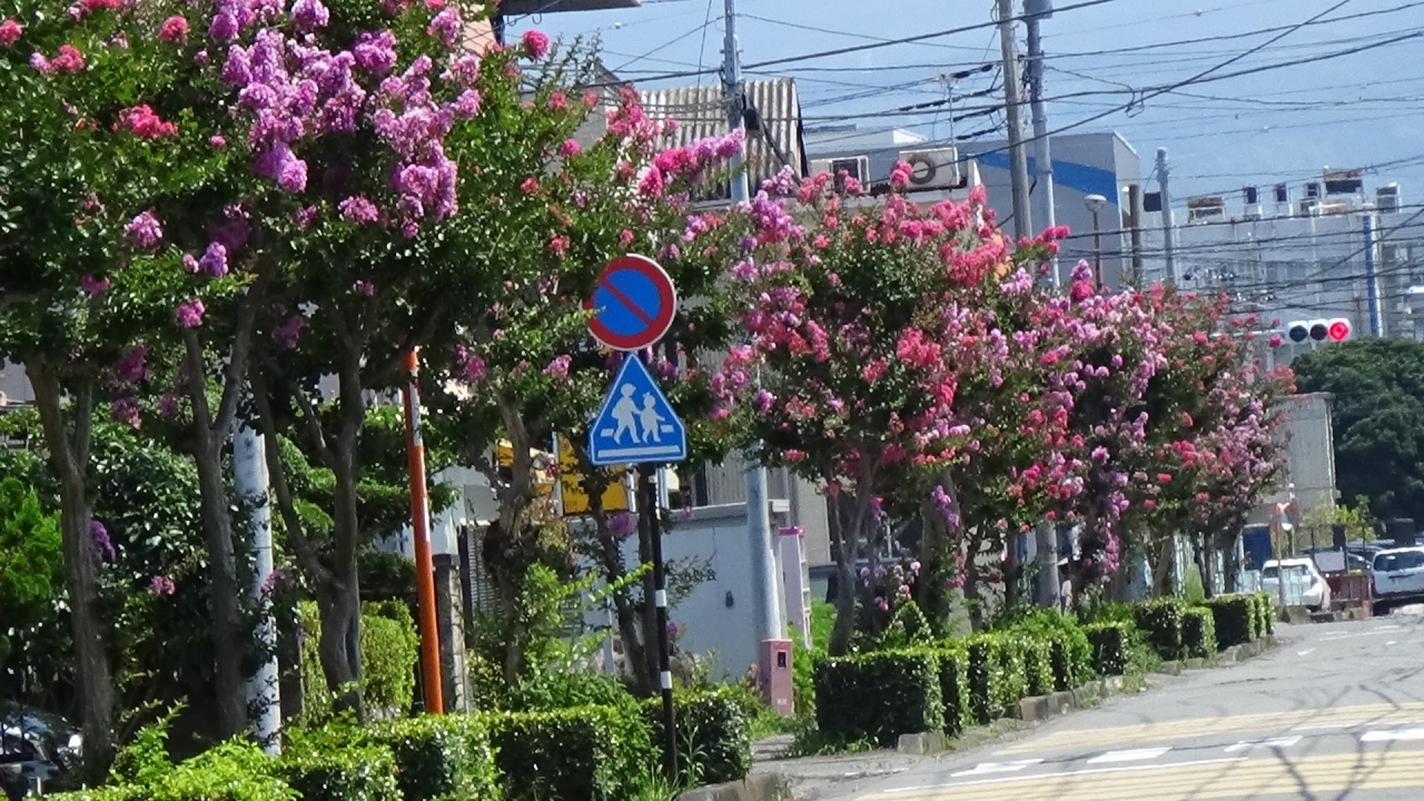 三島の【サルスベリ】 | SSBB便り | 雨水利用・調整池・SSBB 三島の【サルスベリ】 | SSBB便り | 雨水利用・調整池・SSBB