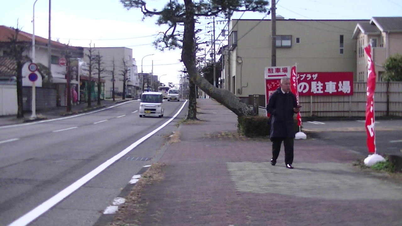 18 歩道の松1