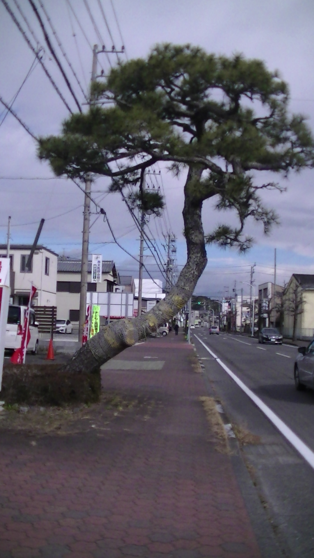 19 歩道の松2