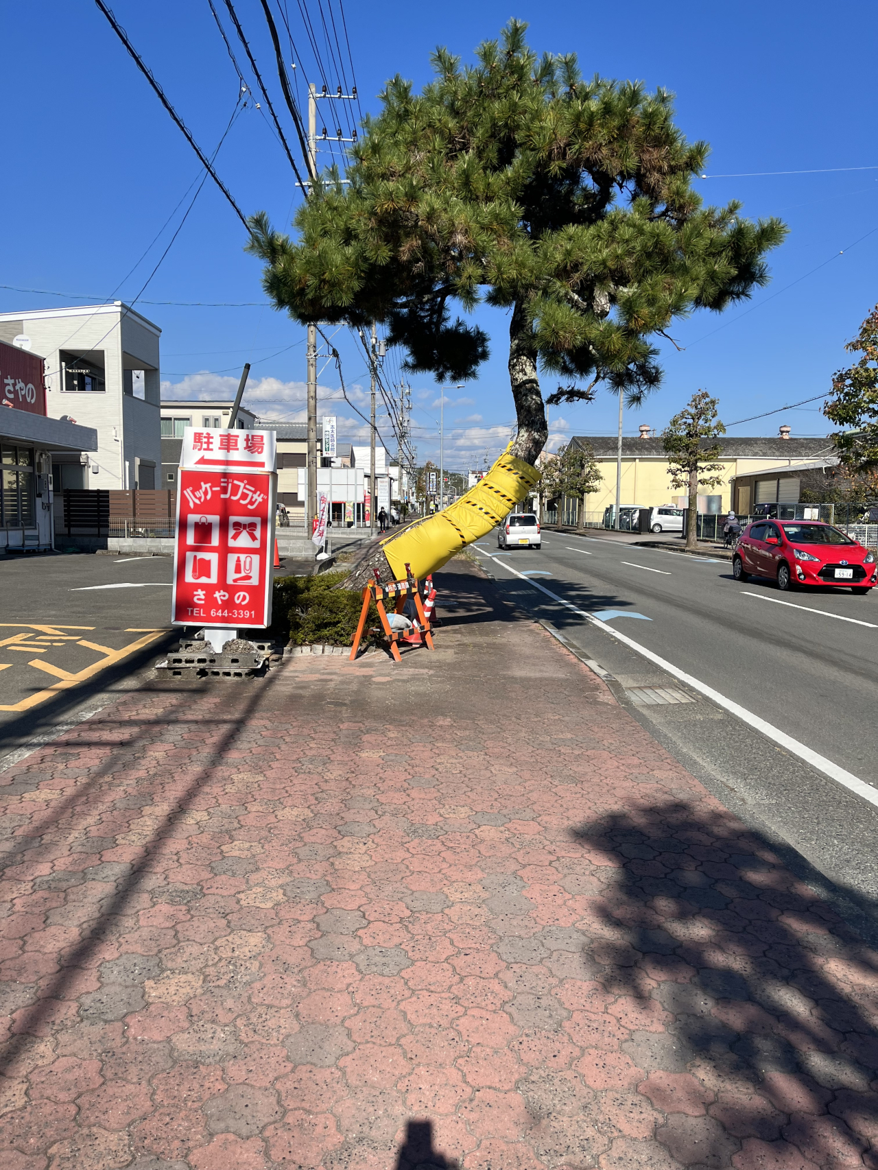 20 歩道の松3